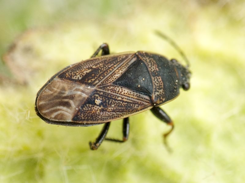 Trapezonotus arenarius (Linnaeus, 1758)